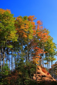 火箭保持不败战绩，伍德单挑狂胜